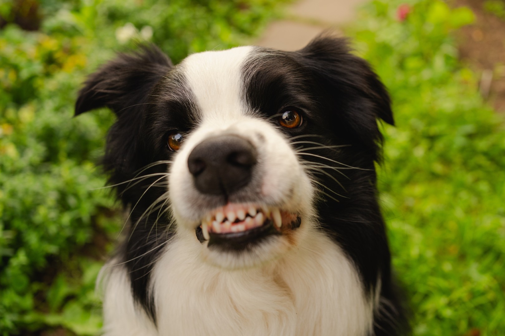 Professional aggressive dog behaviour training