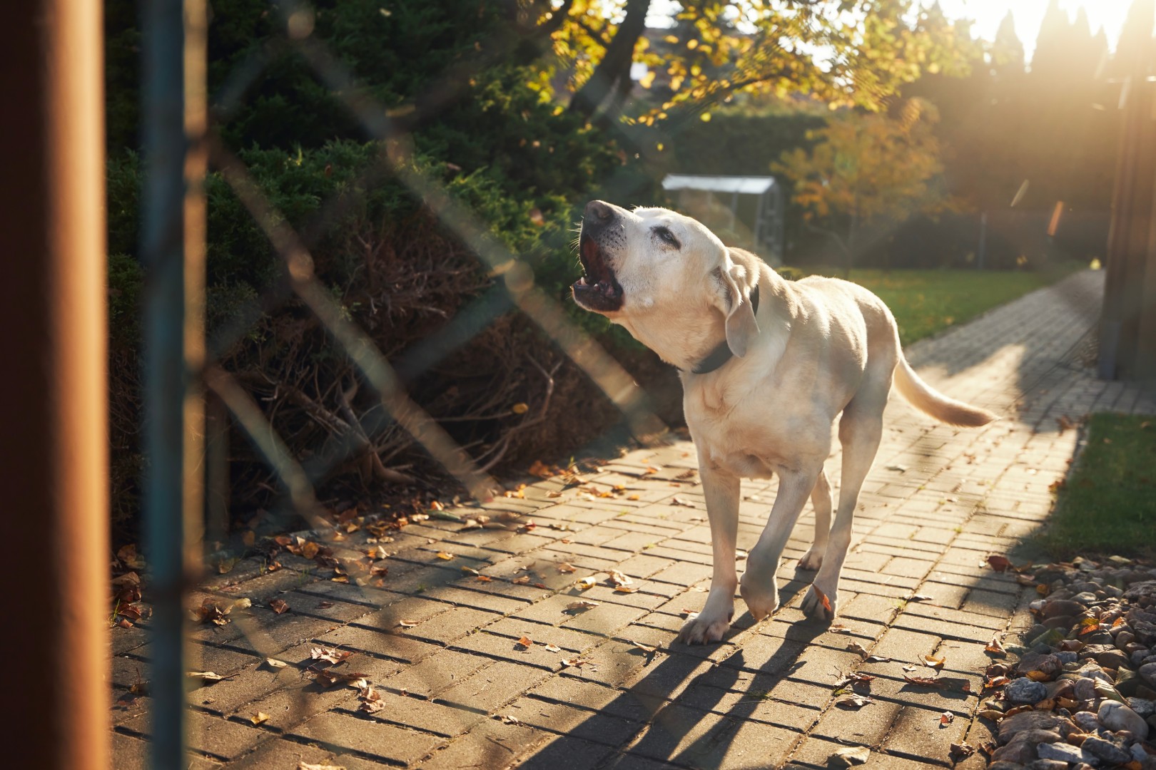 In-home dog training session