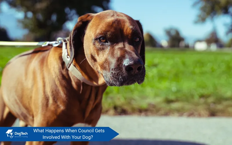 What Happens When Council Gets Involved With Your Dog?