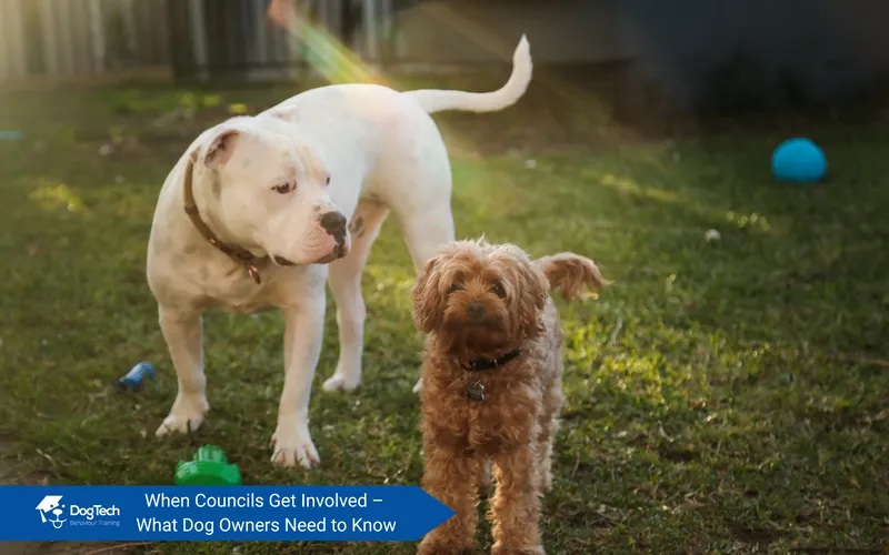 From Fear to Trust: Koffy’s Transformation with DogTech