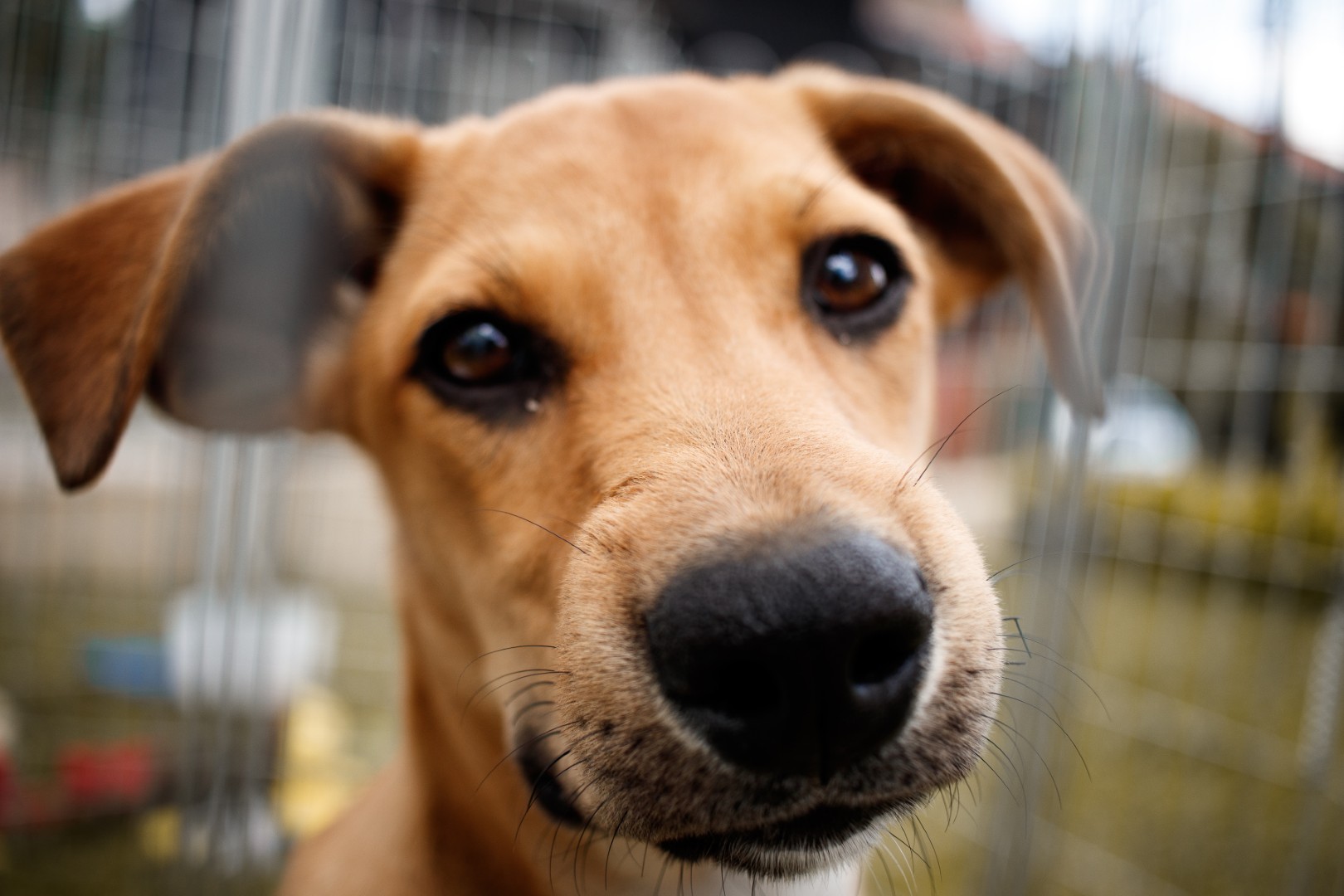 Foster dog being gently petted, showing trust and comfort