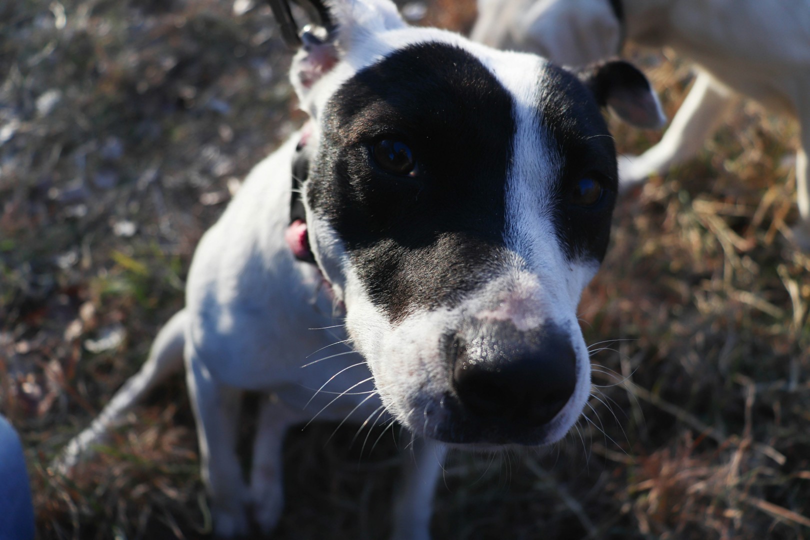 Family interacting with a foster dog, building trust and connection