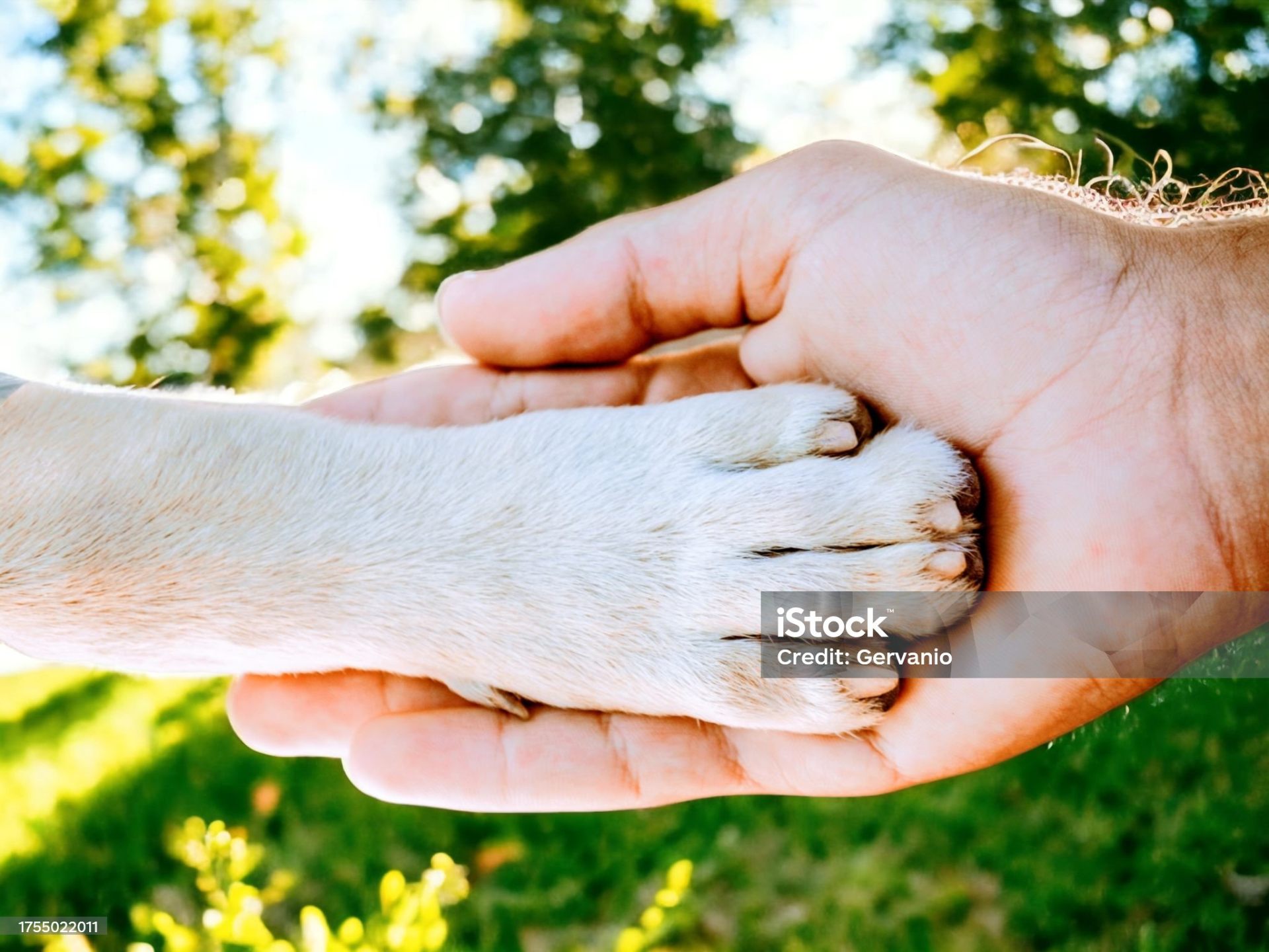 Human hand gently holding a dog's paw, symbolising trust and connection
