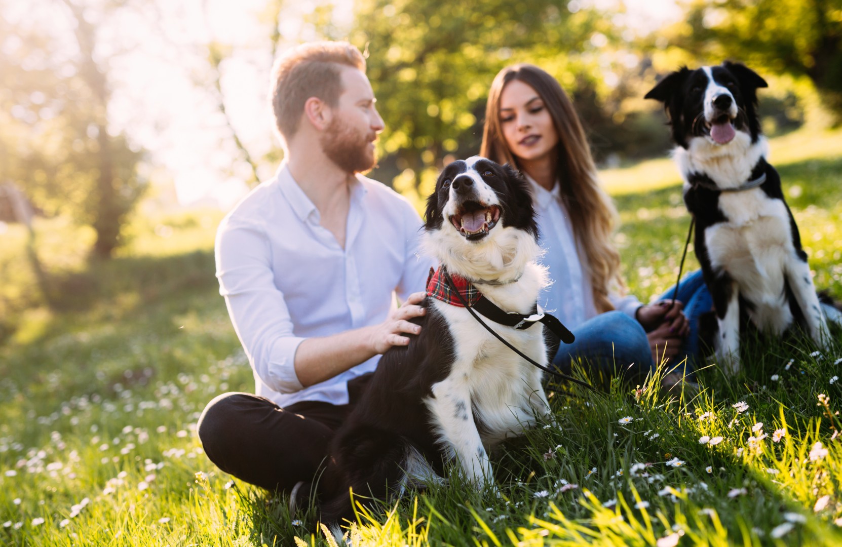 Foster dog rehabilitation