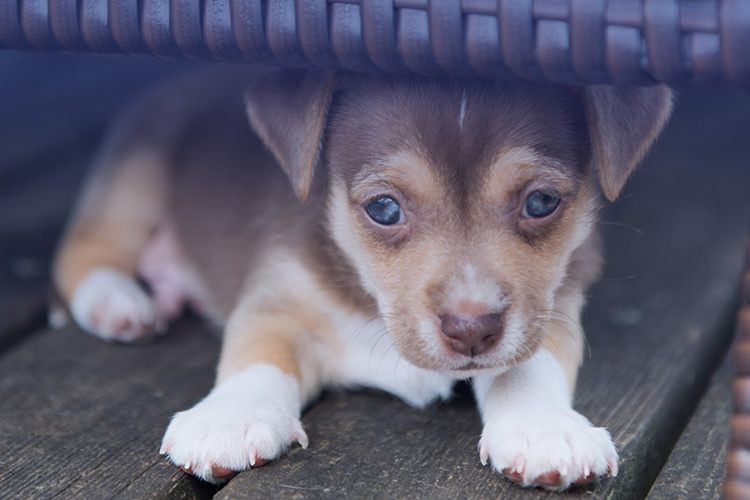 Puppy Training & Settling (In-Home) – Sydney