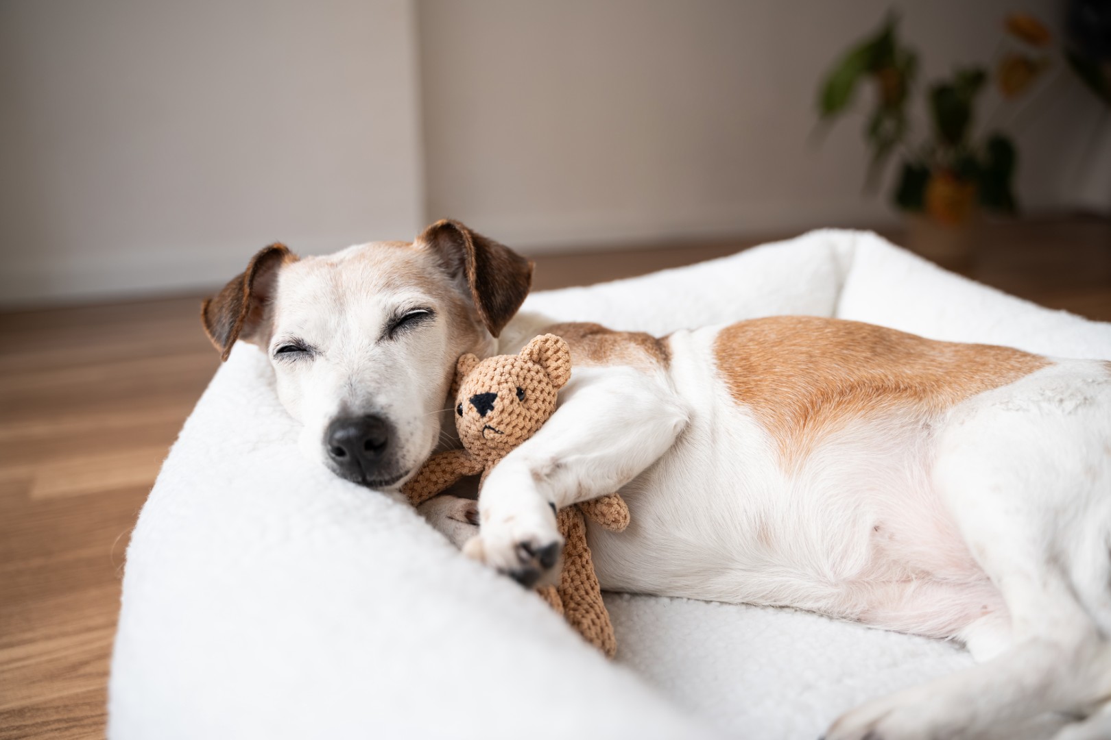 Rescue dog finding a new home