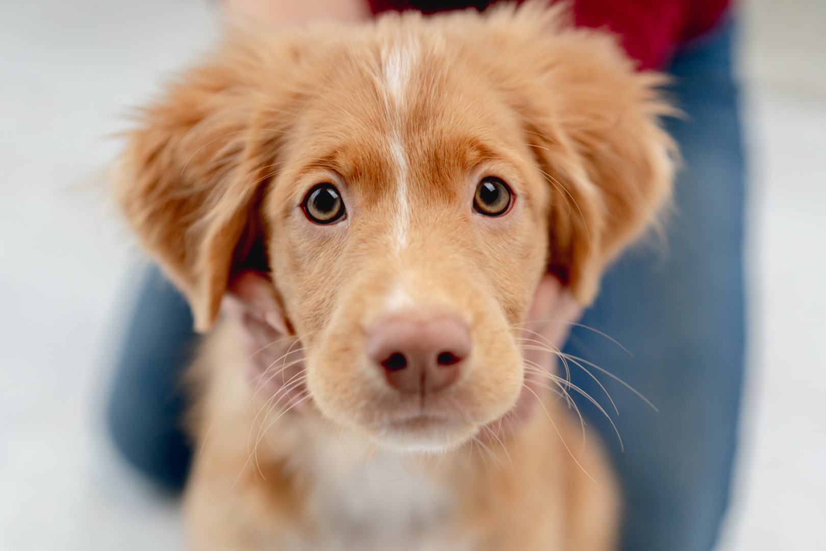 In-home puppy training session