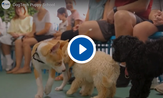 DogTech® Puppy School Video