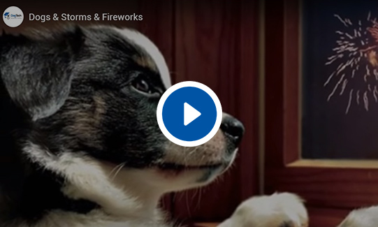 Dogs & Storms & Fireworks Video