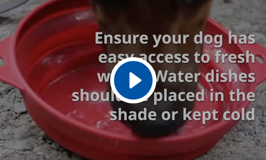 Keeping Your Dog Safe in Summer Video