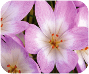 Autumn Crocus