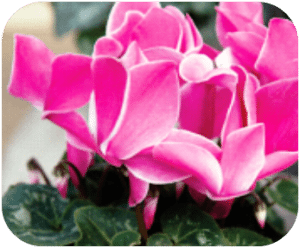 Cyclamen